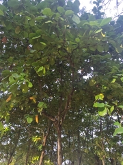 Terminalia