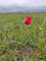 Tulipa suaveolens
