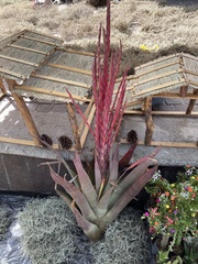Tillandsia religiosa