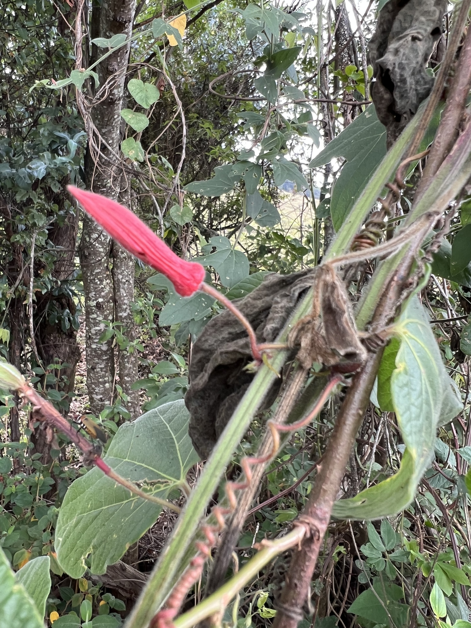 Passiflora sanguinolenta image