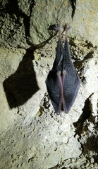 Rhinolophus hipposideros
