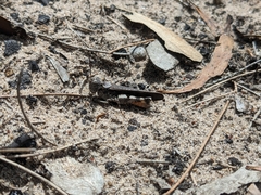 Austroicetes