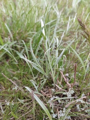 Ranunculus illyricus