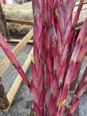 Tillandsia religiosa