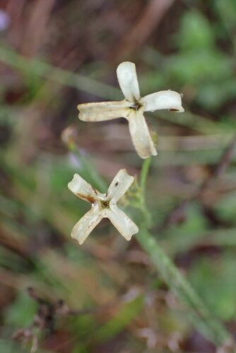 Image of Kohautia amatymbica by no rights reserved