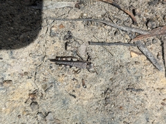 Austroicetes