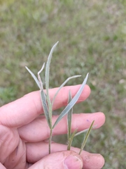Ranunculus illyricus