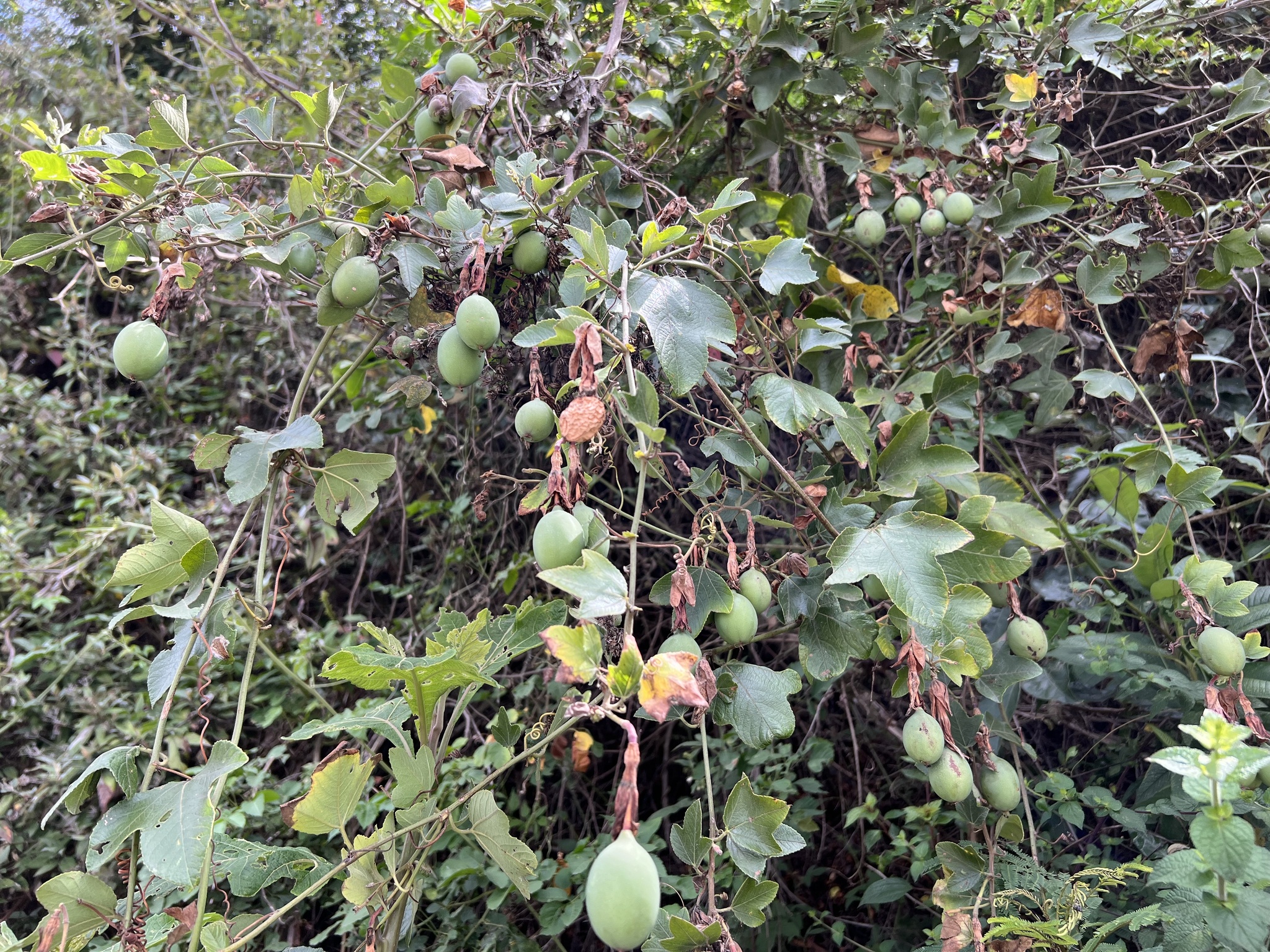 Passiflora manicata image