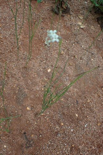 Image of Kohautia amatymbica by no rights reserved