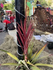 Tillandsia religiosa