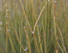 Ephedra viridis
