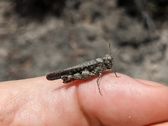 Austroicetes