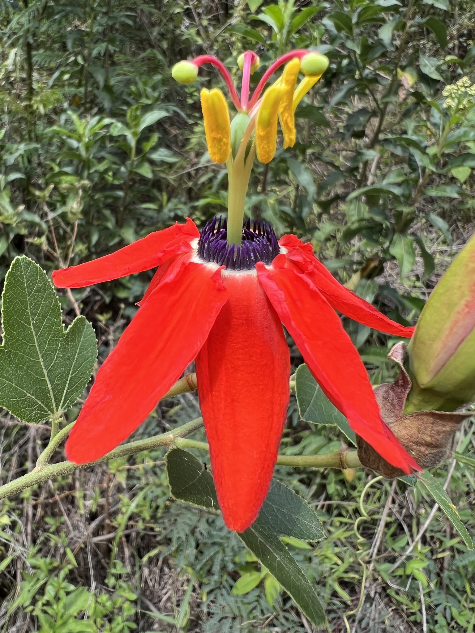 Passiflora manicata image