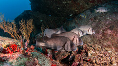 Plectorhinchus gibbosus