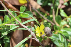 Hibbertia diffusa