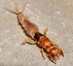 Ichthybotus bicolor