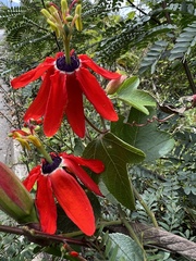 Passiflora manicata