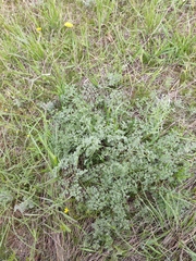 Prangos odontalgica