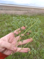 Prangos odontalgica