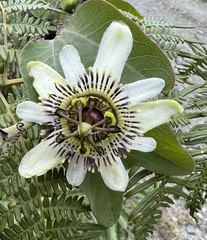 Passiflora indecora