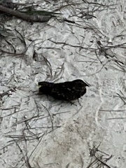 Caprimulgidae