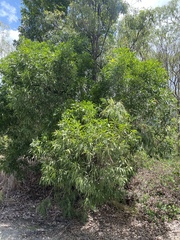 Acacia polystachya