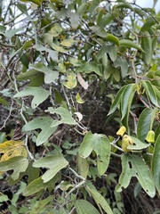 Passiflora indecora