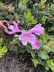 Bejaria