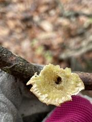 Cymatoderma caperatum