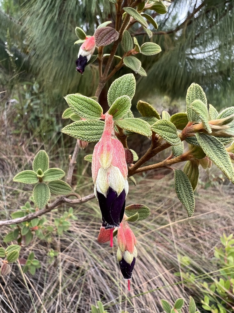 Brachyotum confertum