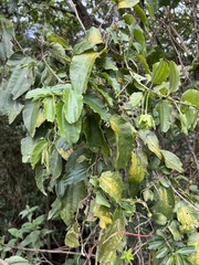 Passiflora viridescens