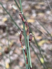 Machaerina juncea