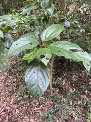 Dendrocnide photiniiphylla