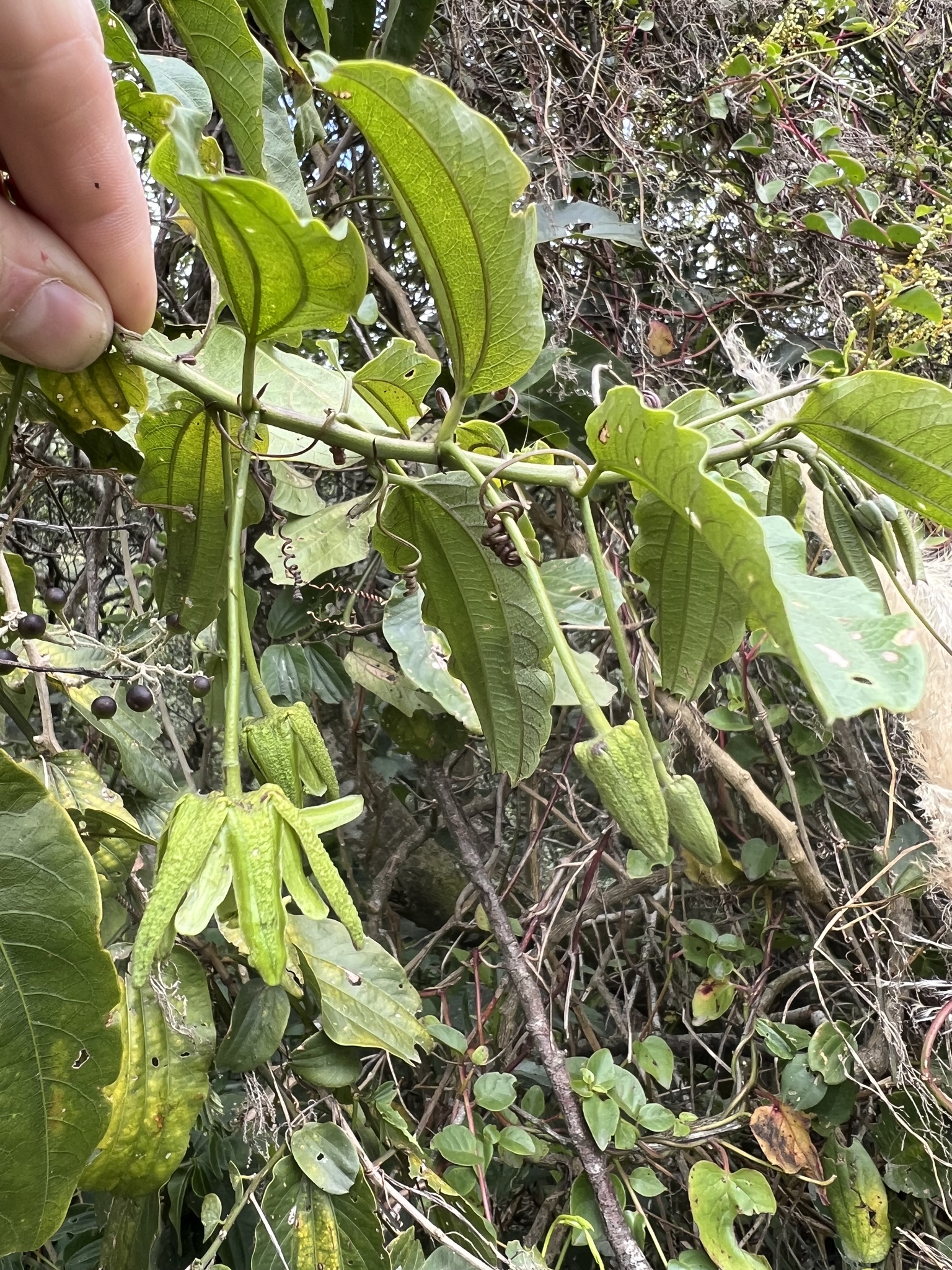 Passiflora viridescens image