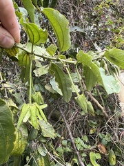 Passiflora viridescens