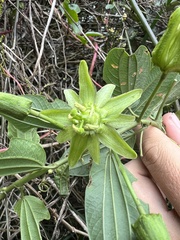 Passiflora viridescens