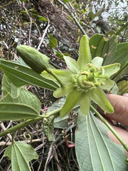 Passiflora viridescens