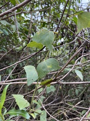 Passiflora exoperculata