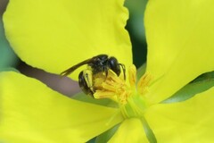 Chilalictus
