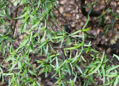 Coprosma linariifolia