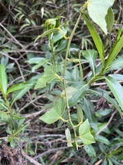 Passiflora exoperculata