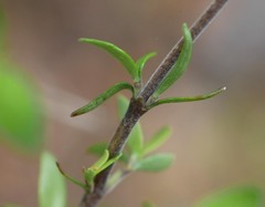 Coprosma linariifolia
