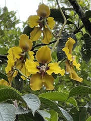 Cyrtochilum