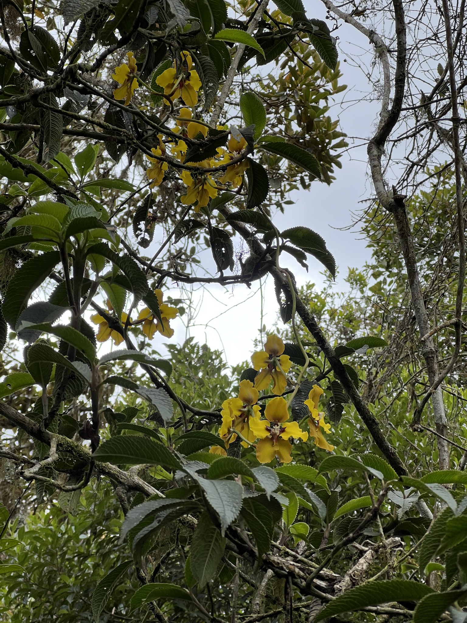 Cyrtochilum macranthum image