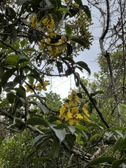 Cyrtochilum