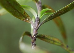 Coprosma linariifolia