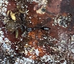 Odontomachus brunneus