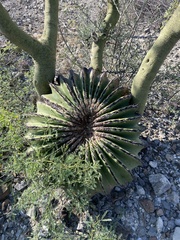 Echinocactus platyacanthus