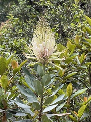 Oreocallis grandiflora