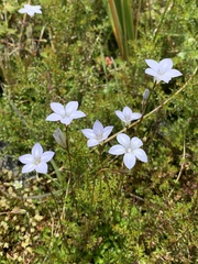 Wahlenbergia albomarginata
